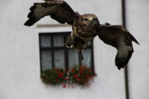 Káně lesní, Novohradské podzimní slavnosti 2025, nádvoří hradu Nové Hrady, správa hradu 